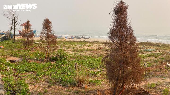 "Hiện Ban đang chờ địa phương hoàn tất công tác đấu giá để có phương án hỗ trợ thêm cho các tiểu thương phục hồi tài sản. Riêng với hệ thống cây xanh, Ban sẽ yêu cầu nhà thầu thay thế những cây bị chết theo đúng cam kết bảo hành 3 năm...", lãnh đạo Ban QLDA đầu tư xây dựng tỉnh Quảng Trị khẳng định.