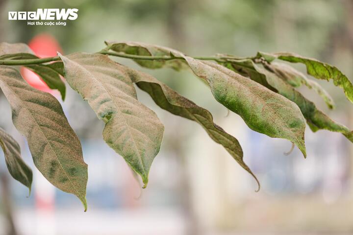 Người Hà Nội 'ngộp thở' giữa bụi mịt mù từ công trình xây dựng - 15