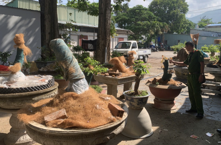 Lực lượng chức năng kiểm tra các gốc mai vàng của ông T. tại khuôn viên trụ sở cũ Đồn Biên phòng Côn Đảo. (Ảnh: M.C)