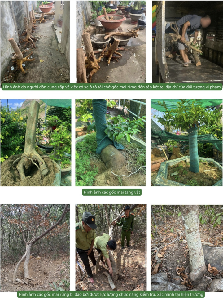 Hình ảnh cơ quan chức năng xác minh nguồn gốc số mai liên quan vụ việc. (Ảnh: VQG Côn Đảo)