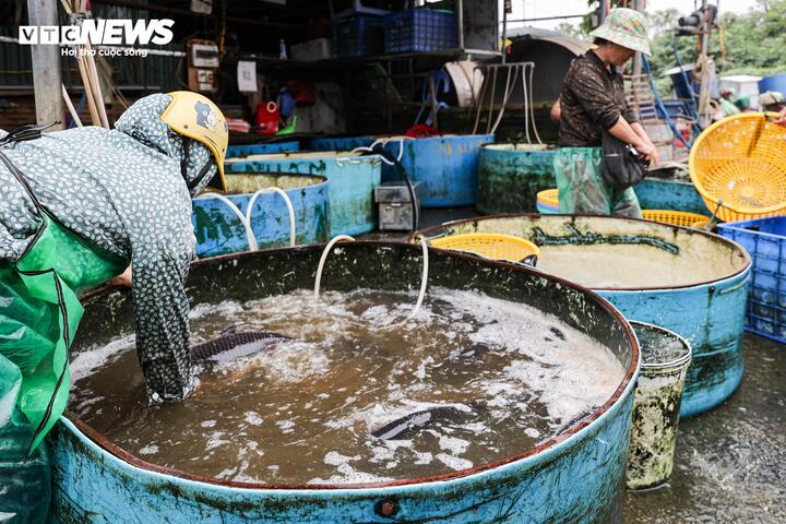 Để đảm bảo hoạt động kinh doanh theo đúng quy định, thành phố Hà Nội đã bố trí khoảng 4.500 m² đất cách vị trí chợ cũ khoảng 300 mét, giao cho Hợp tác xã Yên Sở (đơn vị đang quản lý chợ cá tự phát) xây dựng điểm kinh doanh mới. Dự án này vẫn đang trong giai đoạn hoàn thiện các thủ tục đầu tư.
