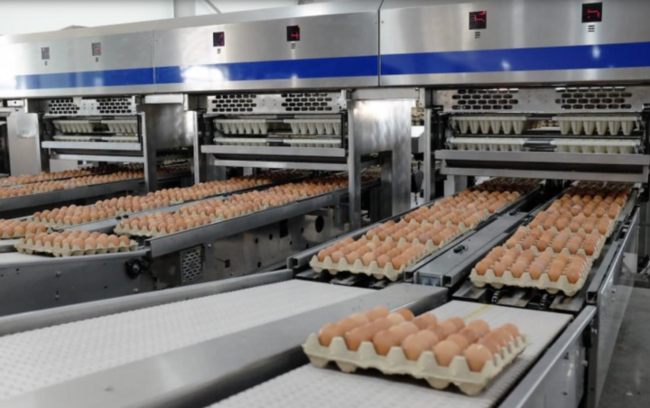 Sản lượng trứng gà quý I đạt hơn 84,6 triệu quả.