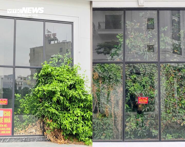 Cỏ dại mọc um tùm tại các biệt thự, shophouse trong khu phố nghìn tỷ.