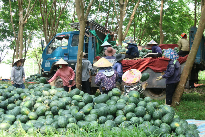 Hàng trăm ha dưa hấu Nam Trạch (Quảng Trị) được mùa nhưng mất giá.