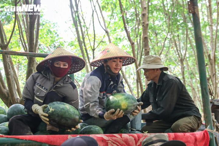 Cảnh "được mùa mất giá" thường xuyên lặp lại với người nông dân trồng dưa hấu ở xã Nam Trạch.