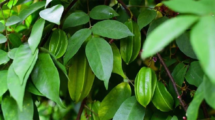 Lá khế từ lâu được dân gian sử dụng như một loại thảo dược hỗ trợ các vấn đề ngoài da