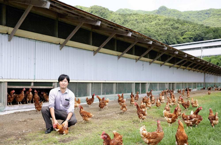 Chủ nông trại sẽ phải chịu trách nghiệm nếu người ăn trứng ngộ độc. (Ảnh: Nihonmono)