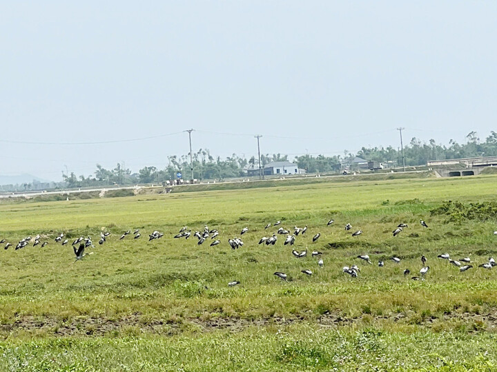 Đàn chim bất ngờ sà xuống cánh đồng ở Hà Tĩnh.