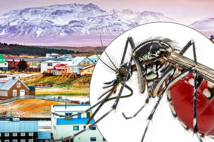 Iceland không phải vùng đất lý tưởng cho loài muỗi. (Ảnh: NYP)