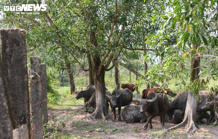 Nhiều phần tường rào của khu xử lý bị người dân địa phương tháo dỡ để chăn thả trâu bò bên trong.