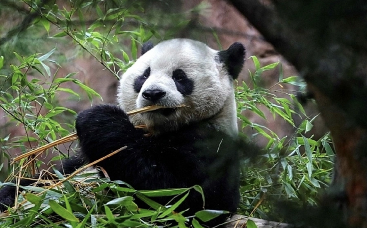 Một con gấu trúc đực và một con gấu trúc cái nằm trong thỏa thuận vận chuyển chúng đến Mỹ. (Ảnh: Getty)