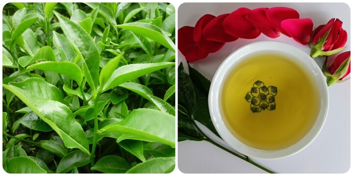 Uống nước chè xanh đúng cách rất tốt cho sức khỏe