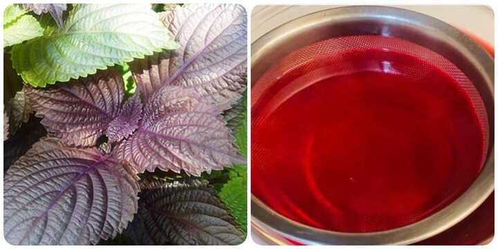 Nước lá tía tô tuy tốt cho sức khỏe nhưng không phải ai cũng uống được