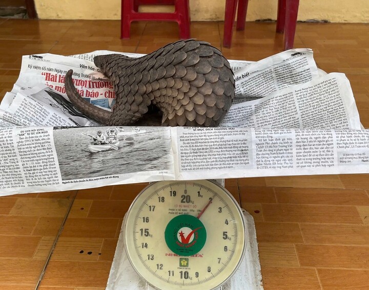 Tê tê quý hiếm nặng khoảng 2kg. (Ảnh: C.A)