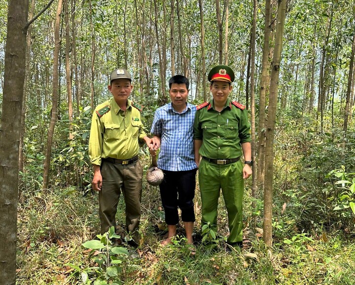 Tê tê quý hiếm được thả về môi trường tự nhiên. (Ảnh:C.A)