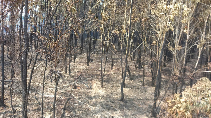 Tổng cộng 129 người tham gia dập lửa, trong đó lực lượng quân sự xã có 38 cán bộ, chiến sĩ giữ vai trò nòng cốt. Các lực lượng tổ chức mở đường băng cản lửa, khoanh vùng đám cháy, ngăn cháy lan sang khu vực rừng lân cận.