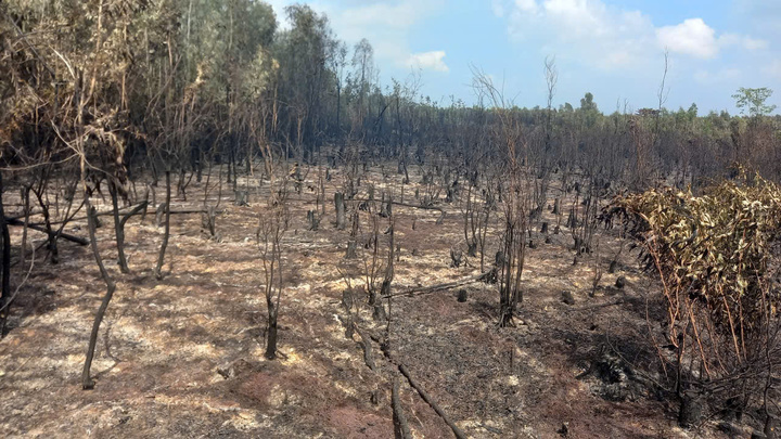 Thông tin ban đầu, khoảng 17h35 phút ngày 24/4, đám cháy bùng phát tại khu vực rừng Tràm Bình Minh (tổ 12, ấp Tân Thạnh, xã Cô Tô). Ngay sau khi nhận tin báo, Ban CHQS xã Cô Tô huy động lực lượng, phương tiện đến hiện trường, triển khai phương án chữa cháy.
