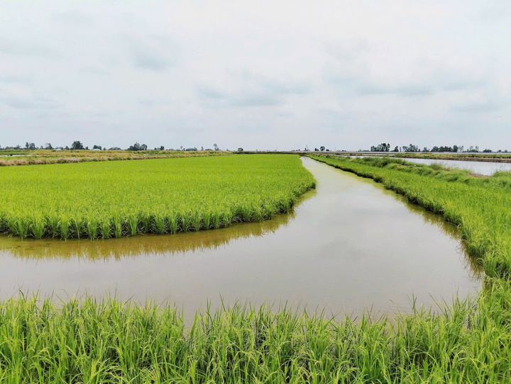 Mô hình lúa – tôm của HTX Ba Đình ứng dụng công nghệ và canh tác sinh thái, giúp nâng cao giá trị sản xuất, giảm chi phí và thích ứng biến đổi khí hậu.