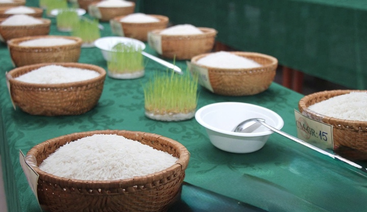 Các mẫu gạo tham dự cuộc thi.