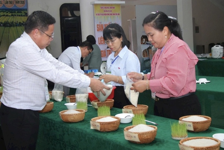 Các mẫu gạo dự thi được mã hóa, chấm điểm qua hai vòng nhằm đảm bảo tính khách quan và minh bạch tuyệt đối.