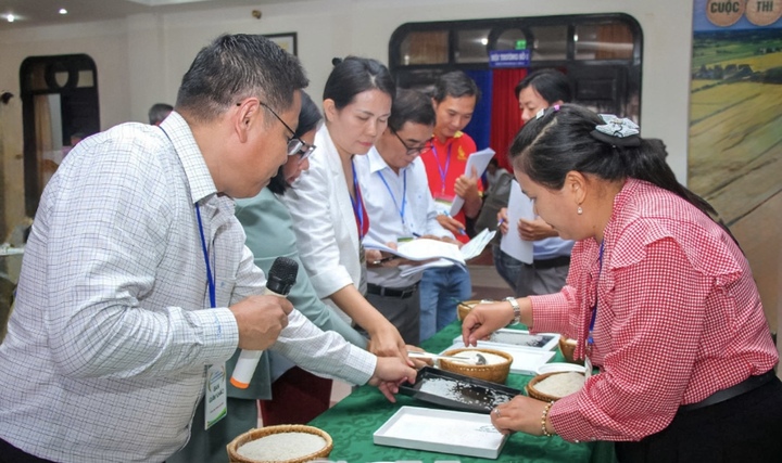 Cuộc thi gạo ngon ĐBSCL lần đầu tổ chức tại Cà Mau thu hút 28 mẫu gạo đến từ các hợp tác xã, doanh nghiệp trong khu vực tham gia.