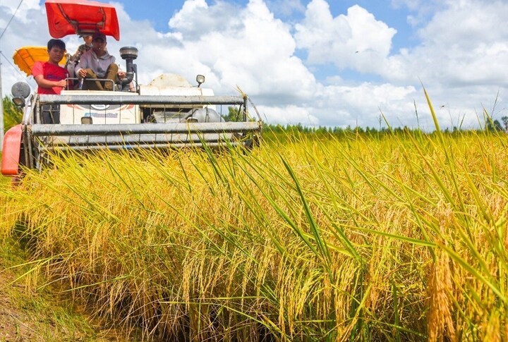 Ứng dụng cơ giới hóa và công nghệ giúp giảm chi phí, tăng hiệu quả sản xuất lúa gạo.