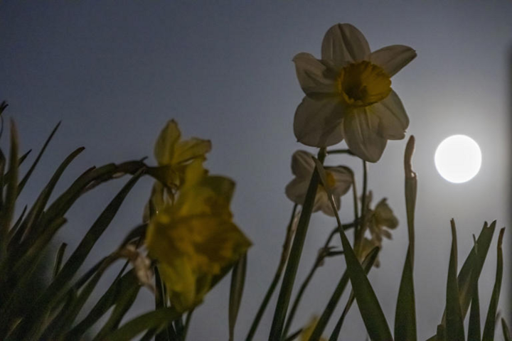 Trăng Hoa mọc trên bầu trời Hà Lan vào tháng 4/2025. (Nguồn: Getty Images)