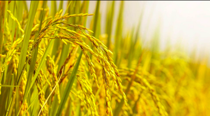 Thành ngữ “Sông sâu tĩnh lặng, lúa chín cúi đầu” thường được dùng để nhấn mạnh người có tri thức, trưởng thành và đạt được giá trị thực sự thì càng trở nên khiêm tốn, điềm đạm, không phô trương.