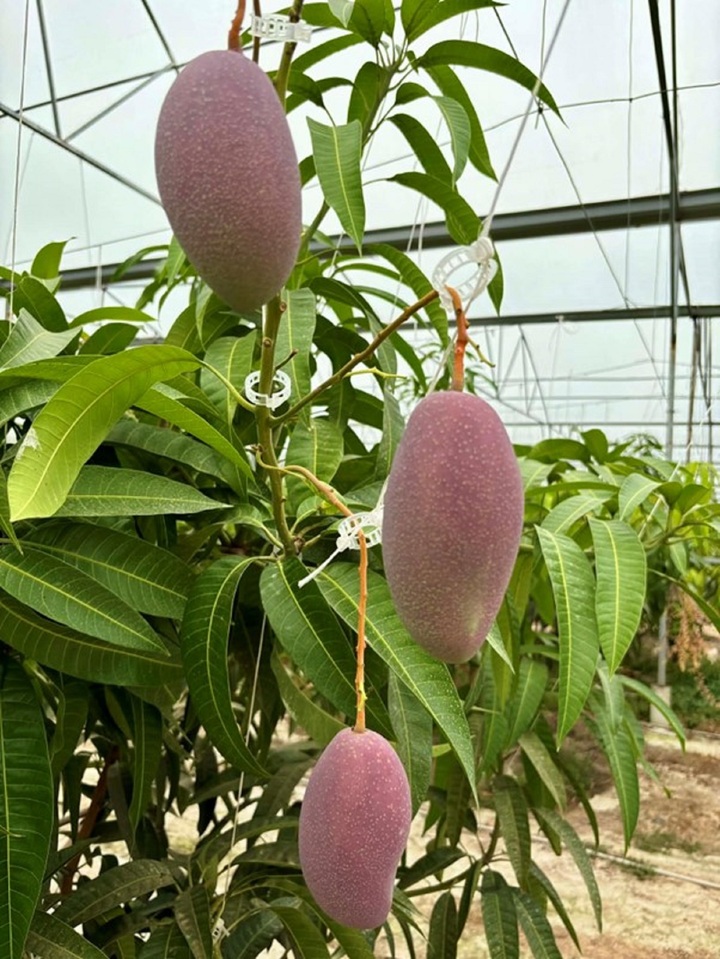 Vườn xoài Nhật ở ngoại thành TP.HCM thu vụ đầu tiên.