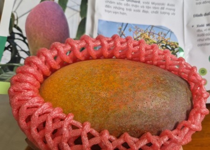 Xoài mặt trời đỏ trồng tại Việt Nam được đánh giá có hương vị thơm ngon nhưng hình thức chưa bằng xoài nông dân Nhật trồng.