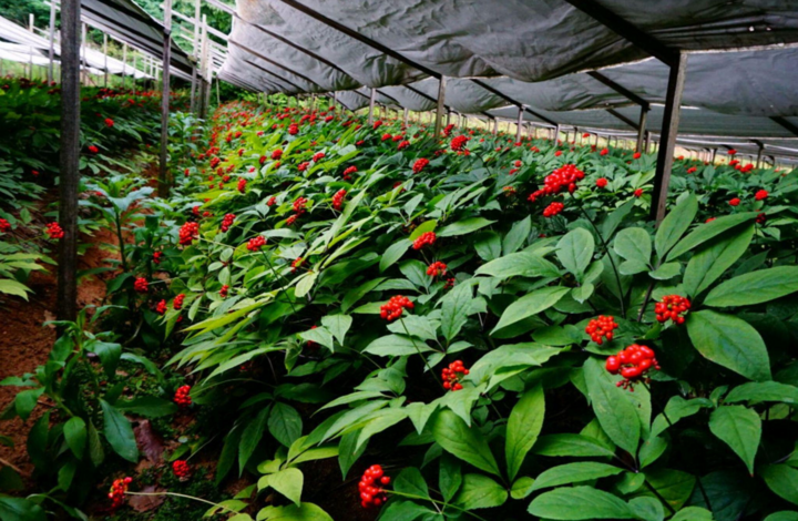 Nhiều vùng trồng nhân sâm tại Hàn Quốc được quản lý theo tiêu chuẩn nghiêm ngặt để phục vụ chế biến và xuất khẩu.