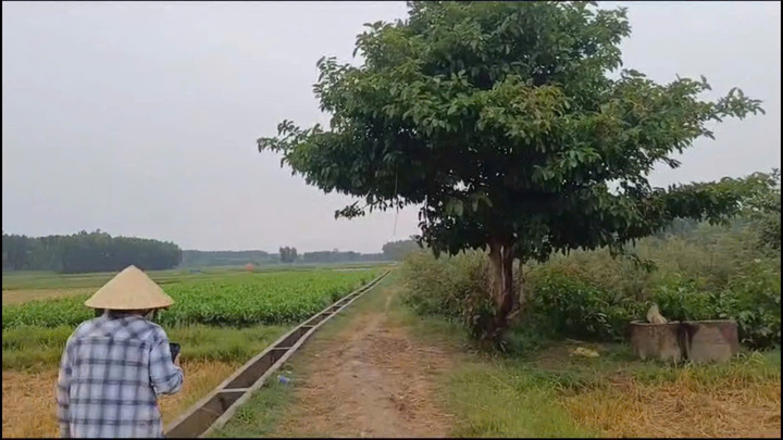 Cánh đồng nơi xảy ra vụ việc. (Ảnh: Q.N)