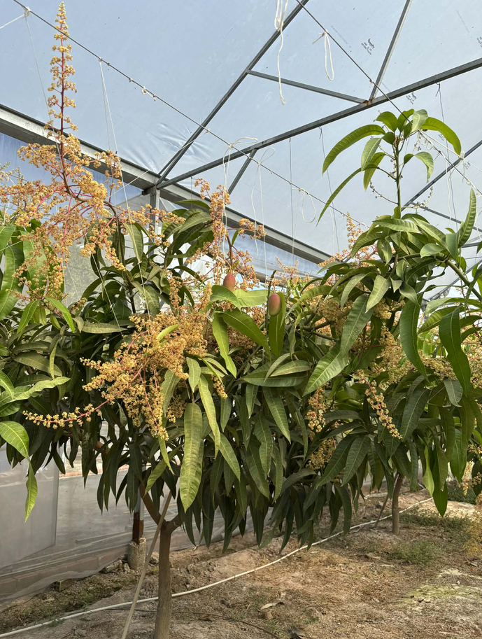 Xoài Nhật Bản trồng trong nhà màn.