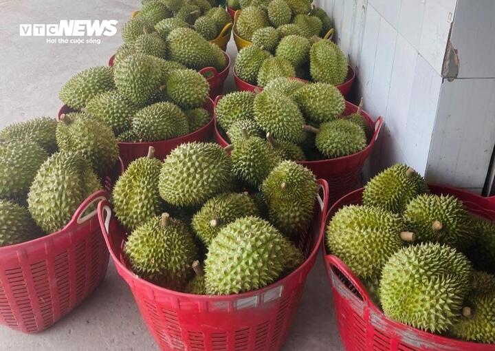 Giá sầu riêng Ri6 mua xô tại vườn hiện chỉ dao động 20.000 - 30.000 đồng/kg,