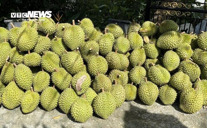 Sầu riêng sau thu hoạch không thể xuất đi do vướng khâu kiểm định, nhiều doanh nghiệp phải tạm ngưng thu mua để tránh rủi ro.