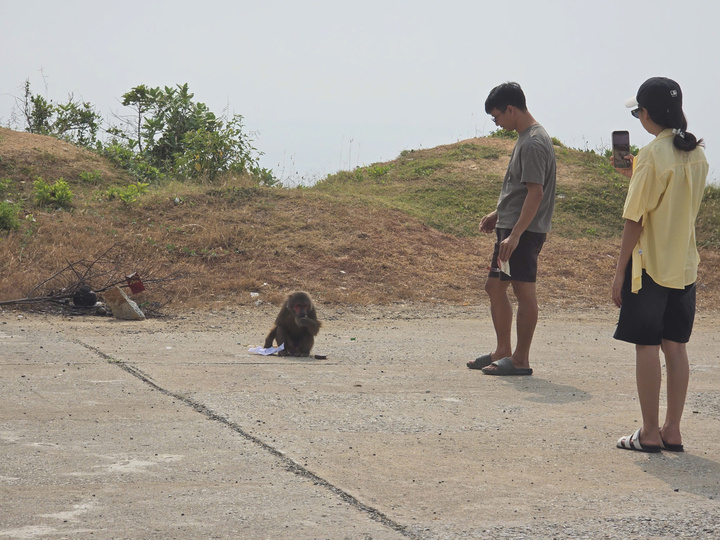 Khỉ hoang ở khu vực Bãi Tiên.