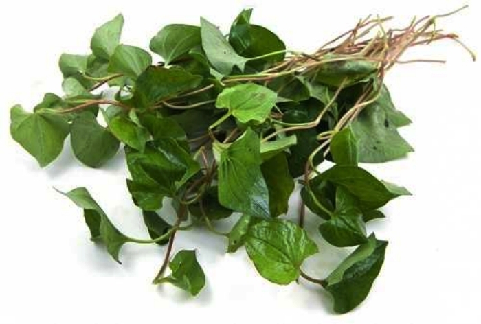 Rau diếp cá xuất hiện phổ biến ở nhiều vùng quê. (Ảnh minh hoạ)