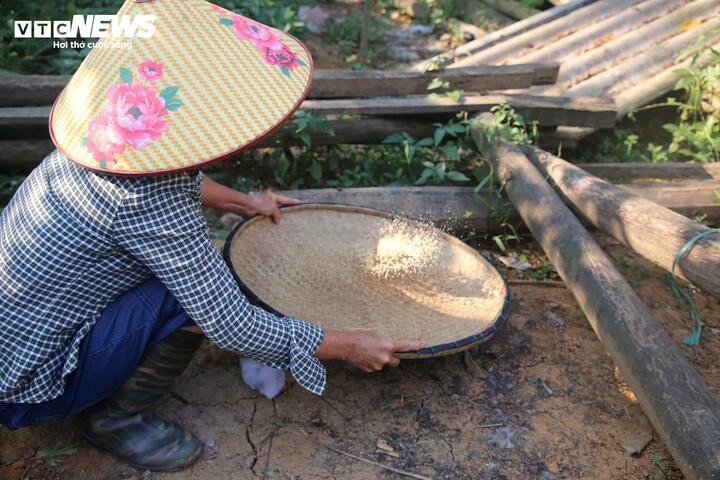 Anh Trần Hương Giang - đầu bếp Nhà hàng Vũ Thảo (xã Minh Hoá, tỉnh Quảng Trị) chia sẻ: "Mỗi khi có khách từ xa đến, người dân luôn cố gắng kiếm cho được trứng kiến để đãi. Món ngon nhất là trứng kiến nấu với lá bún tạo vị chua, vừa mát vừa ngon”.