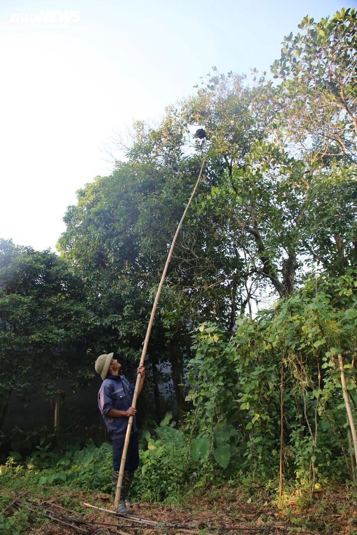Ông Đinh Thanh Sơn (SN 1965, trú xã Minh Hoá, Quảng Trị - một thợ săn trứng kiến lão luyện) cho biết, trứng kiến được người dân Quảng Trị khai thác chủ yếu từ loài kiến đen và kiến đỏ làm tổ ở trên các cành cây cao.