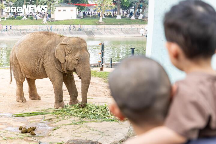 “Nhân dịp nghỉ lễ, tôi đưa cả gia đình đến đây để các cháu tìm hiểu về các loài động vật”, anh Hào chia sẻ.