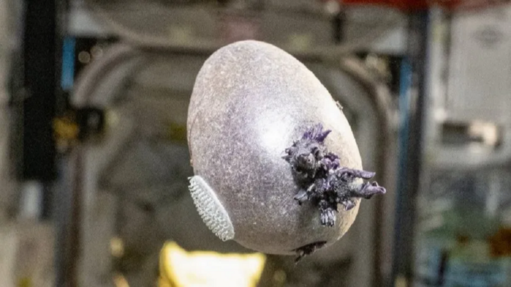 Củ khoai tây tím được phi hành gia Don Petit trồng trên trạm ISS. (Ảnh: NASA)