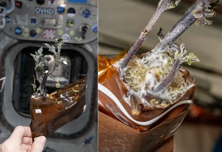Mầm khoai phát triển sau thời gian được trồng trong môi trường vi trọng lực. (Ảnh: NASA)