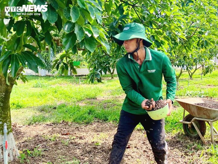 Hơn 2.000 cây bơ trong vườn được đánh mã số, chăm sóc theo quy trình canh tác hữu cơ nghiêm ngặt.