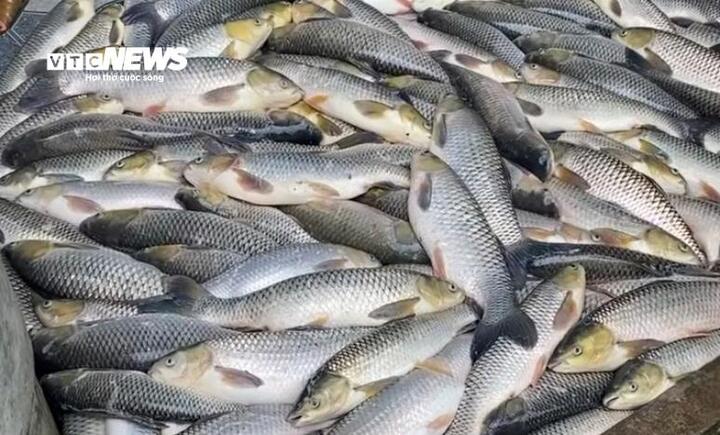 Cá chết đủ loại từ cá trắm, cá trôi, cá mè, với trọng lượng từ 0,5 - 3kg, bán tại chợ Anh Sơn.