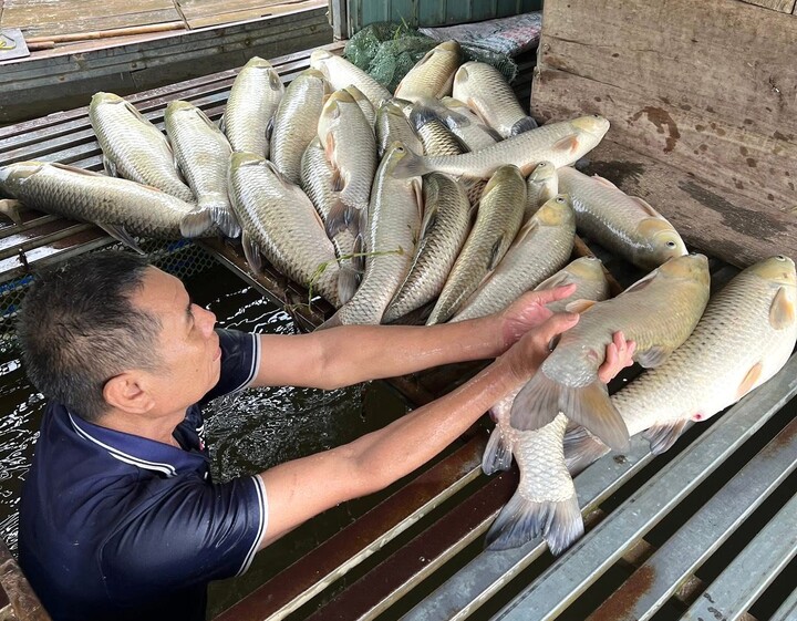Cá nuôi lồng bè trên sông Lam chết bất thường