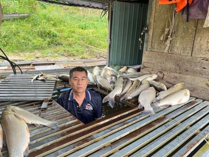 Cá nuôi lồng bè trên sông Lam ở xã Anh Sơn, Nghệ An chết sáng 4/5.