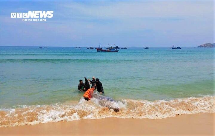 Người dân cố gắng đưa con cá về biển sau khi phát hiện mắc cạn nhưng không thành. (Ảnh: VT)
