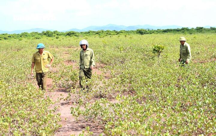 Một buổi tuần tra rừng của các cựu chiến binh xã Hải Lạng, tỉnh Quảng Ninh trên cánh rừng ngập mặn Đồng Rui.