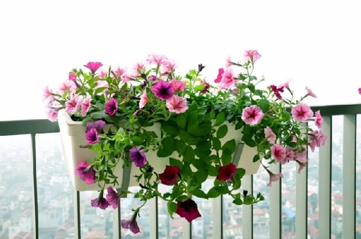 (Ảnh: Hoa cây cảnh seelife)