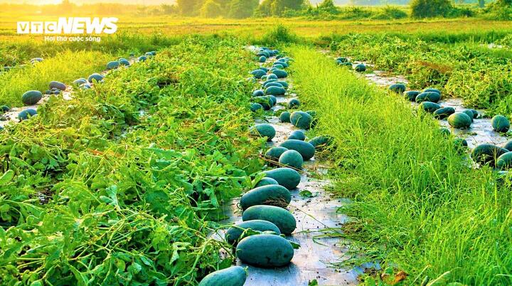 Dưa hấu tiếp tục là một trong những cây trồng mang lại nguồn thu nhập khá cho nông dân.